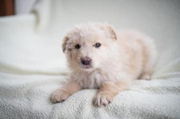 Teddy, anhänglicher Welpe sucht Zuhause