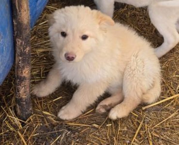 Teddy, anhänglicher Welpe sucht Zuhause