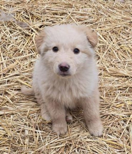 Teddy, anhänglicher Welpe sucht Zuhause