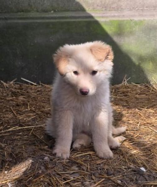 Teddy, anhänglicher Welpe sucht Zuhause