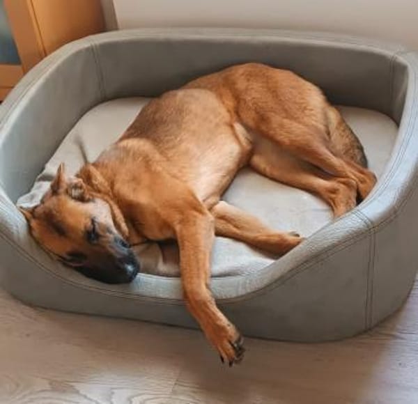 Kate wünscht sich endlich ein zu Hause .