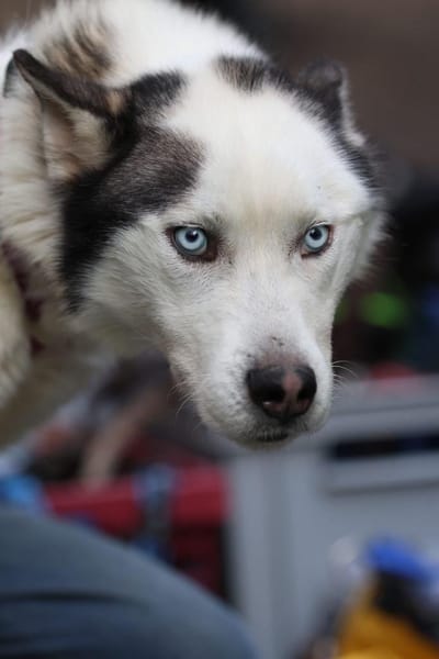 Tom möchte sein Herz verschenken...