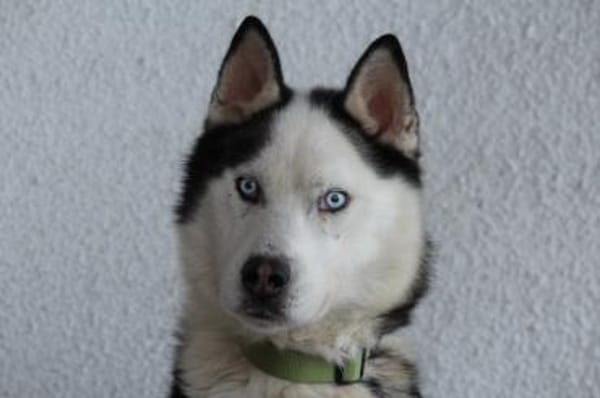 Tom möchte sein Herz verschenken...