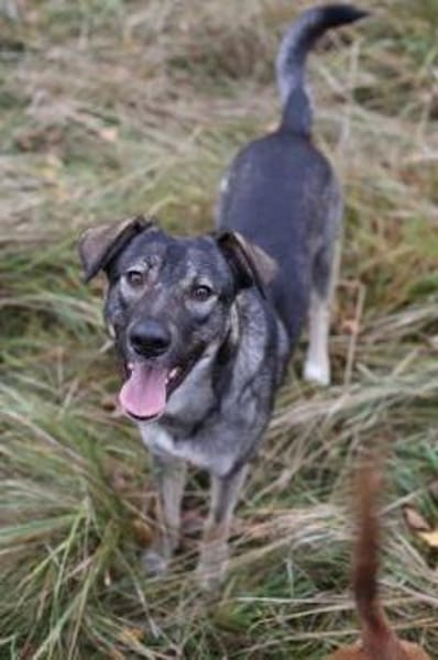 Junghund MORITZ sucht seinen Menschen!