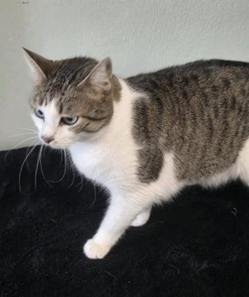 Katzen Dame Kylie sucht in 81735