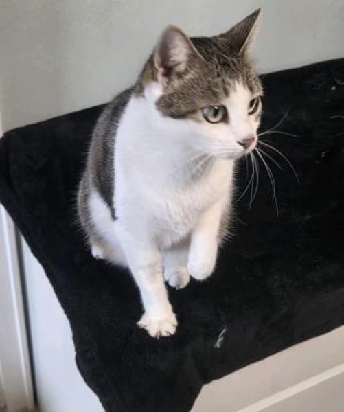 Katzen Dame Kylie sucht in 81735