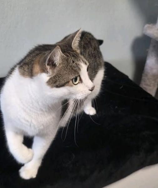 Katzen Dame Kylie sucht in 81735