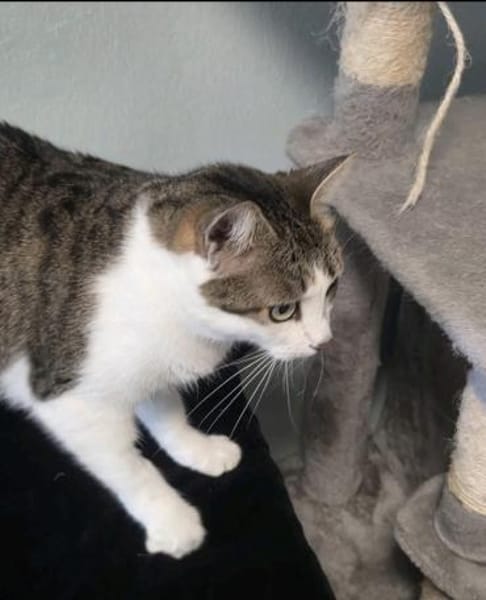 Katzen Dame Kylie sucht in 81735