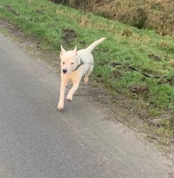 Herzenshund mit Handicap sucht Sie!