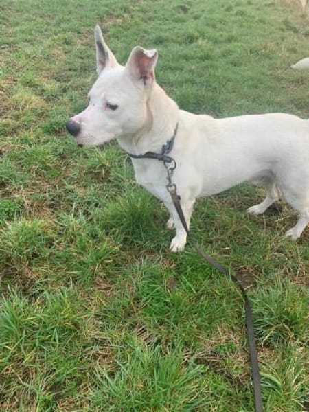 Herzenshund mit Handicap sucht Sie!