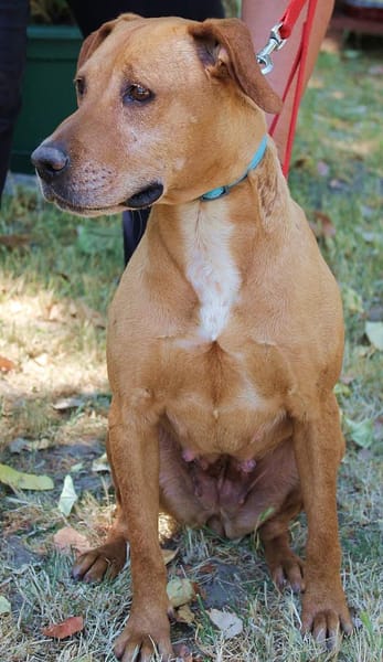 Zara liebe Hündin sucht ihre Familie