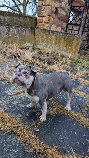 Mimi, tolle Französische Bulldogge