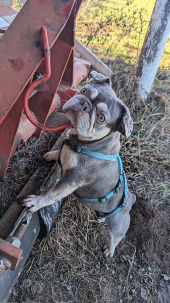 Mimi, tolle Französische Bulldogge