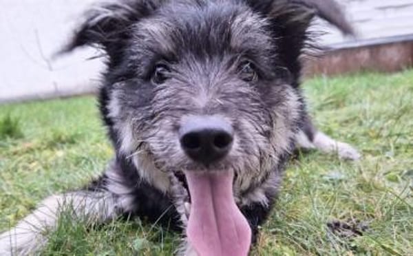 Strubel-Maus Meddy braucht Traum-Zuhause