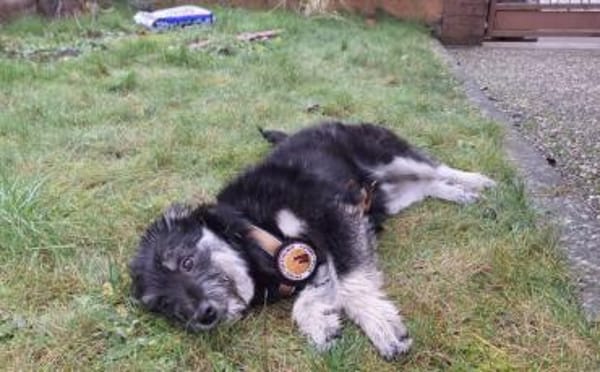 Strubel-Maus Meddy braucht Traum-Zuhause