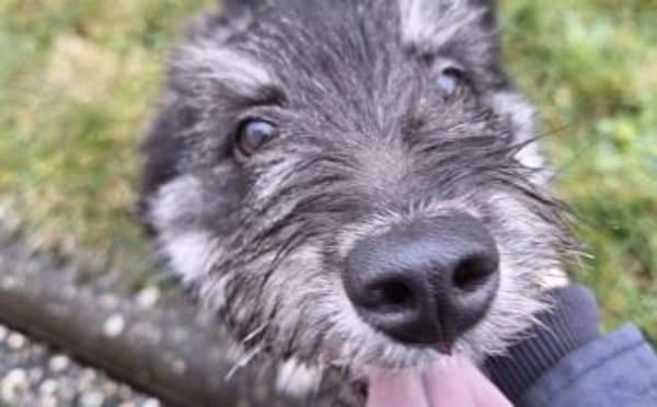 Strubel-Maus Meddy braucht Traum-Zuhause