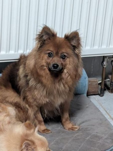 Dory. süße Kleinspitzhündin geb. 2020