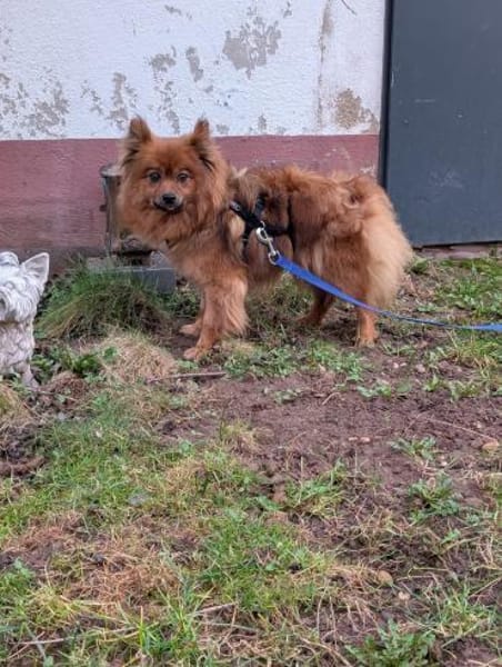 Dory. süße Kleinspitzhündin geb. 2020