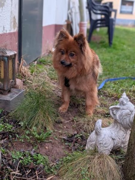 Dory. süße Kleinspitzhündin geb. 2020