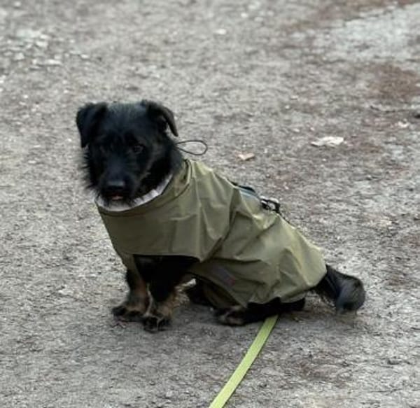 Selmin sucht seine Lieblingsmenschen..