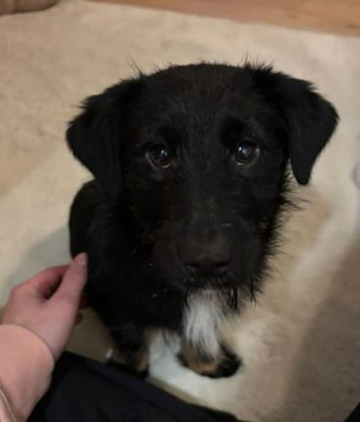 Selmin sucht seine Lieblingsmenschen..