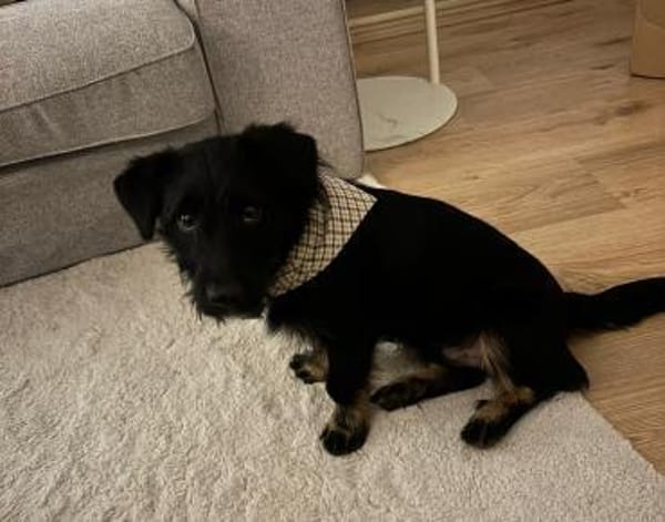 Selmin sucht seine Lieblingsmenschen..