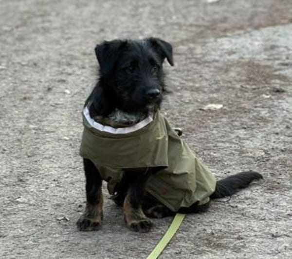 Selmin sucht seine Lieblingsmenschen..