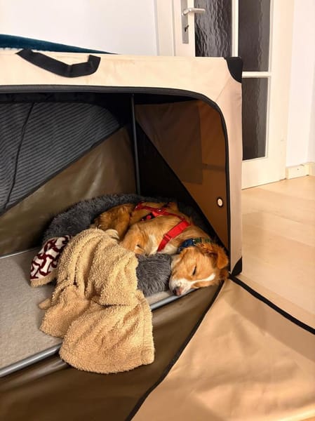 Balisha wartet auf PS in Erlangen!