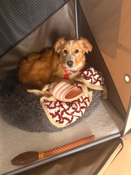 Balisha wartet auf PS in Erlangen!