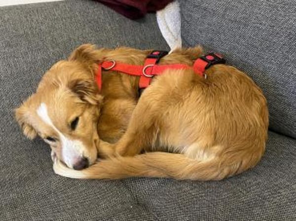 Balisha wartet auf PS in Erlangen!