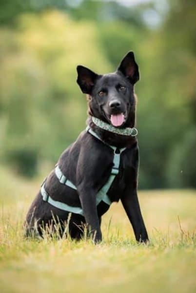 PUMBA * gelehriger aktiver Sportstyp