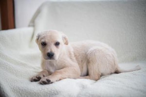 Molly, schüchterner Welpe sucht Zuhause