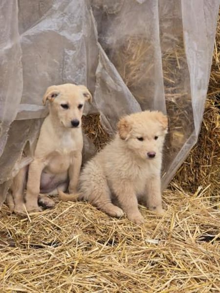 Molly, schüchterner Welpe sucht Zuhause