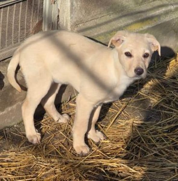 Molly, schüchterner Welpe sucht Zuhause