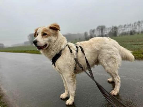 Toby -Kraftpaket + sanftmütiger Schmuser
