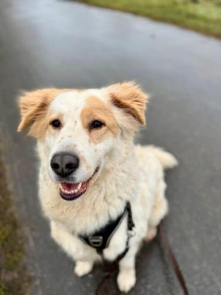 Toby -Kraftpaket + sanftmütiger Schmuser