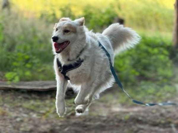 Toby -Kraftpaket + sanftmütiger Schmuser