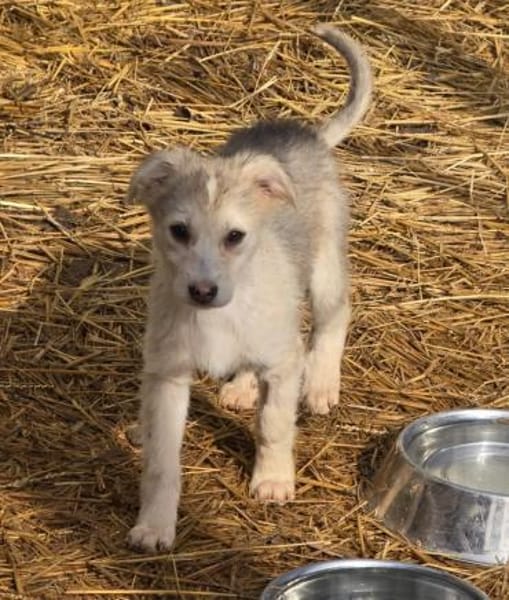 Ida, neugieriger Welpe sucht Zuhause