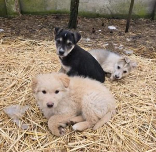 Ida, neugieriger Welpe sucht Zuhause