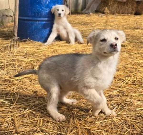 Ida, neugieriger Welpe sucht Zuhause