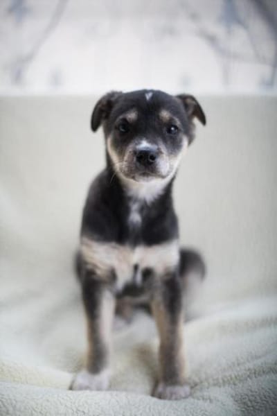 Nova, liebervoller Welpe sucht Zuhause