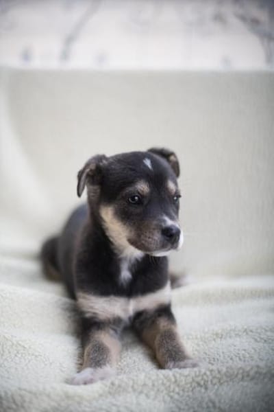 Nova, liebervoller Welpe sucht Zuhause