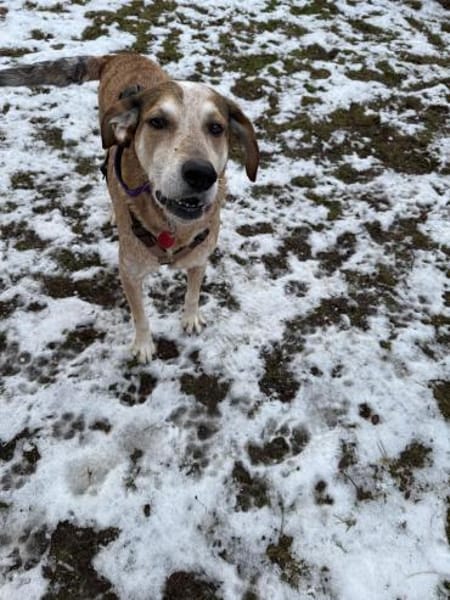 AFRICA - eine absolute Traumhündin!!!