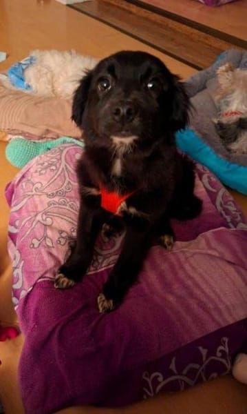 Welpenmädchen Quinta auf PS 91286