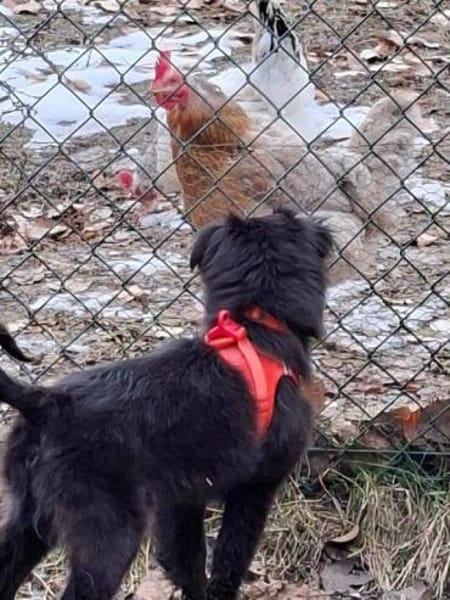 Welpenmädchen Quinta auf PS 91286