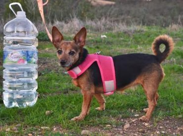 Akela aus Asbach sucht ihre Familie