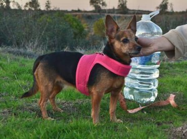 Akela aus Asbach sucht ihre Familie