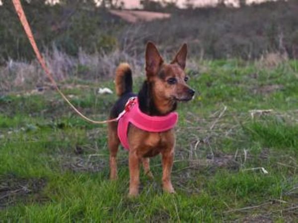 Akela aus Asbach sucht ihre Familie