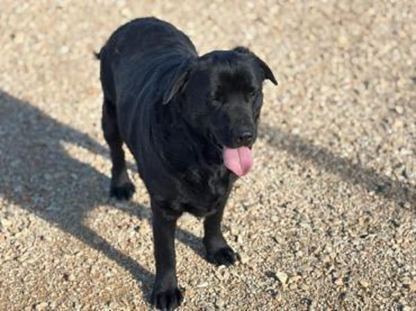 DORIAN 🧡🧡🧡 MÖCHTE IHR HERZ EROBERN