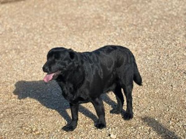 DORIAN 🧡🧡🧡 MÖCHTE IHR HERZ EROBERN